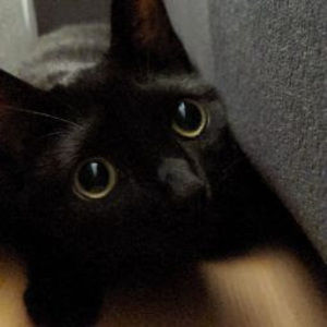 Meet your Posher, Brooklyn